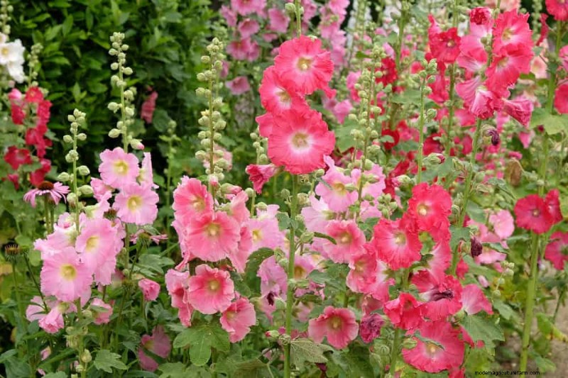 24 plantas perennes altas para una altura espectacular en el jardín y un interés visual 