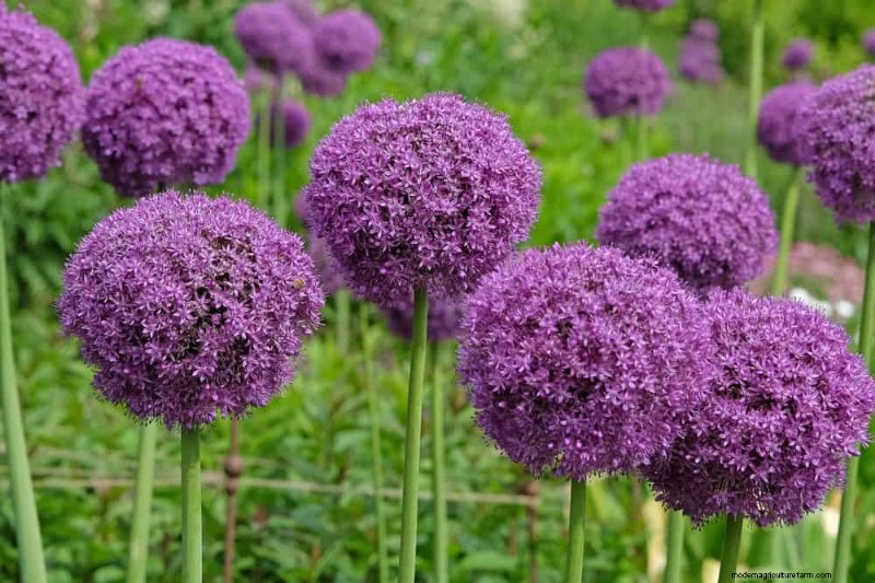24 plantas perennes altas para una altura espectacular en el jardín y un interés visual 