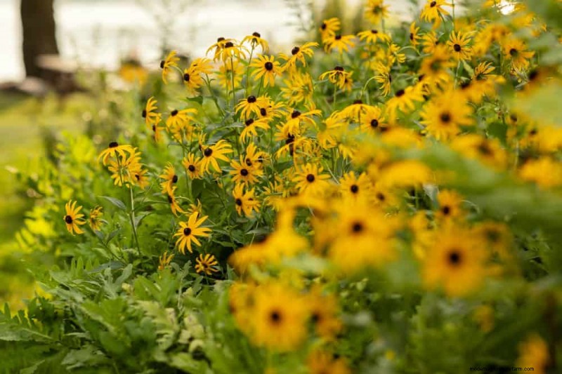 24 plantas perennes altas para una altura espectacular en el jardín y un interés visual 