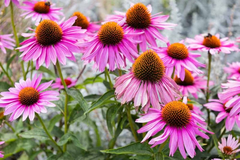 24 plantas perennes altas para una altura espectacular en el jardín y un interés visual 