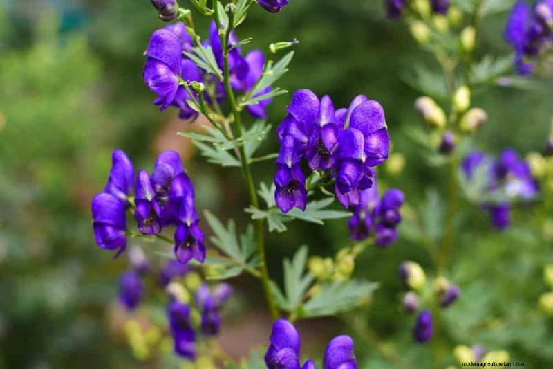 24 plantas perennes altas para una altura espectacular en el jardín y un interés visual 