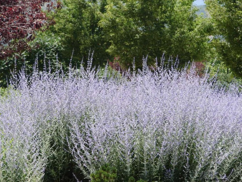 24 plantas perennes altas para una altura espectacular en el jardín y un interés visual 