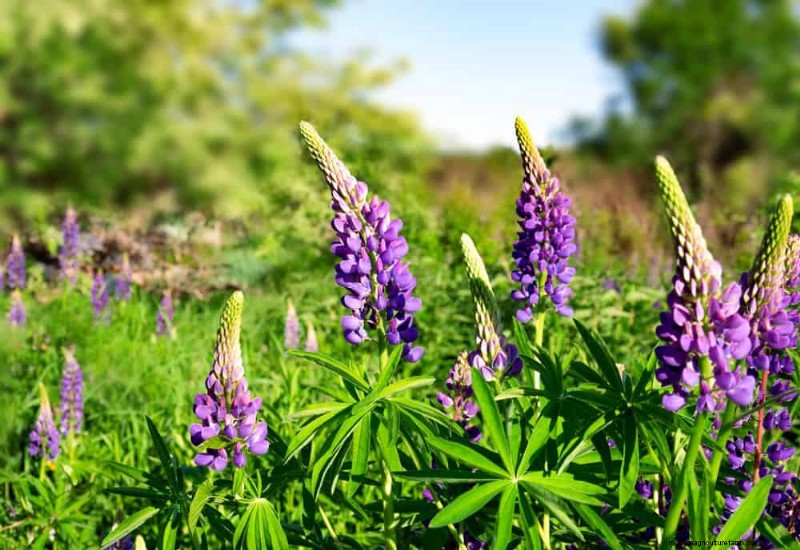 24 plantas perennes altas para una altura espectacular en el jardín y un interés visual 