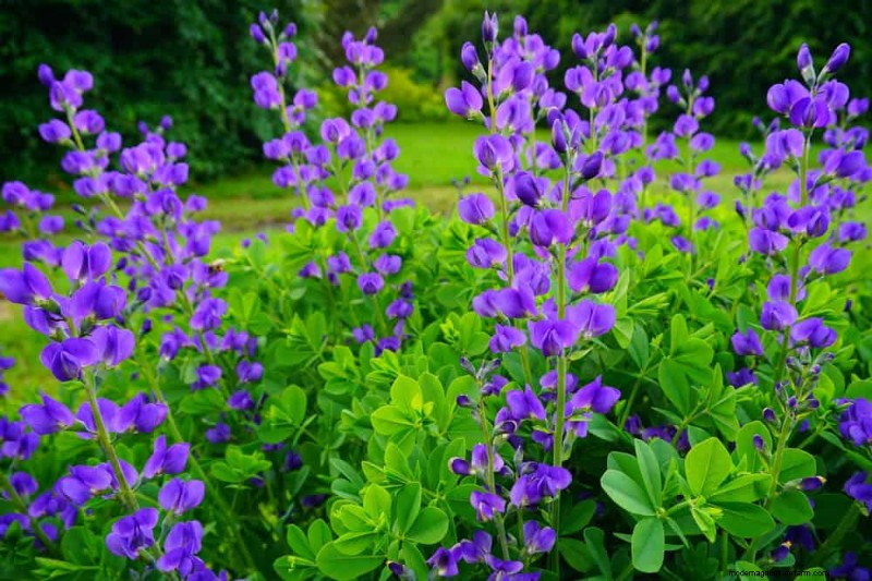 24 plantas perennes altas para una altura espectacular en el jardín y un interés visual 