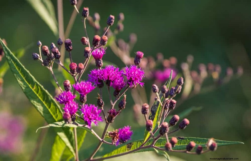 24 plantas perennes altas para una altura espectacular en el jardín y un interés visual 