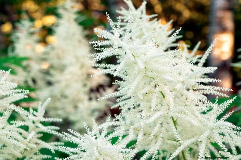 24 plantas perennes altas para una altura espectacular en el jardín y un interés visual 