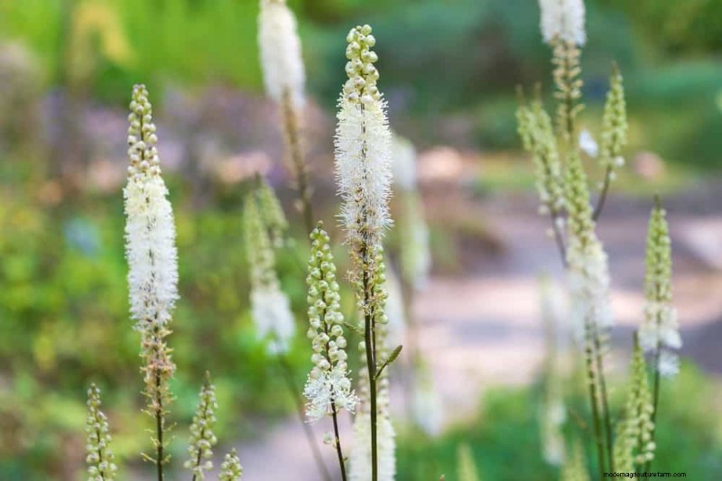 24 plantas perennes altas para una altura espectacular en el jardín y un interés visual 