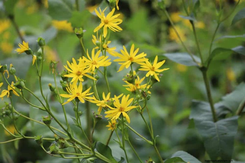 24 plantas perennes altas para una altura espectacular en el jardín y un interés visual 