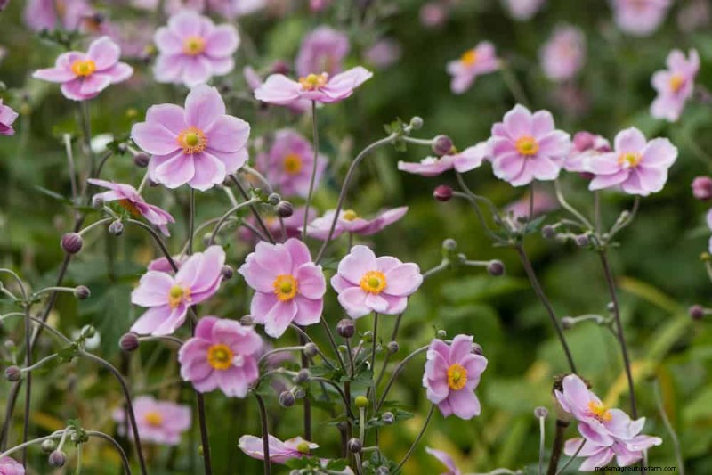 24 plantas perennes altas para una altura espectacular en el jardín y un interés visual 