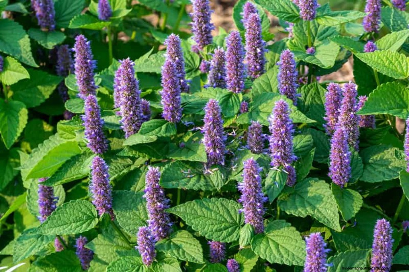 24 plantas perennes altas para una altura espectacular en el jardín y un interés visual 