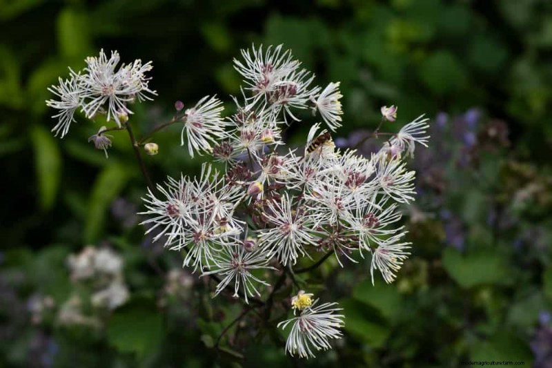 24 plantas perennes altas para una altura espectacular en el jardín y un interés visual 