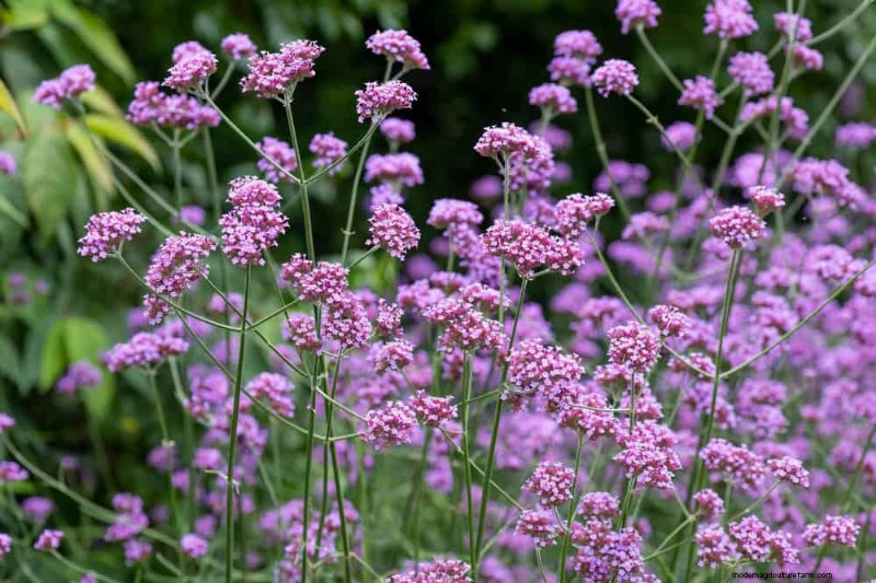 24 plantas perennes altas para una altura espectacular en el jardín y un interés visual 