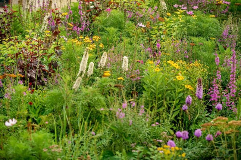 24 plantas perennes altas para una altura espectacular en el jardín y un interés visual 