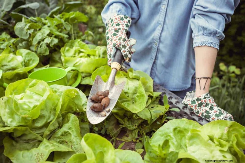 Natürliche Schädlingsbekämpfung:19 umweltfreundliche Möglichkeiten, Ihren Garten zu schützen 