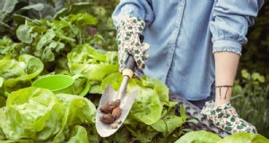 Controllo naturale dei parassiti:19 modi ecologici per proteggere il tuo giardino 
