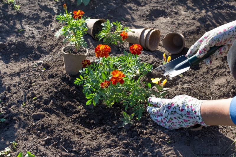Natürliche Schädlingsbekämpfung:19 umweltfreundliche Möglichkeiten, Ihren Garten zu schützen 