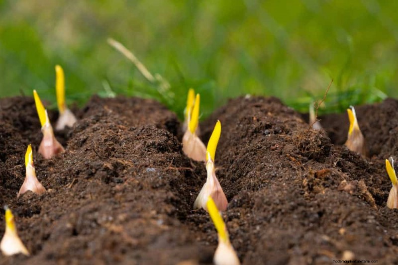 Natürliche Schädlingsbekämpfung:19 umweltfreundliche Möglichkeiten, Ihren Garten zu schützen 