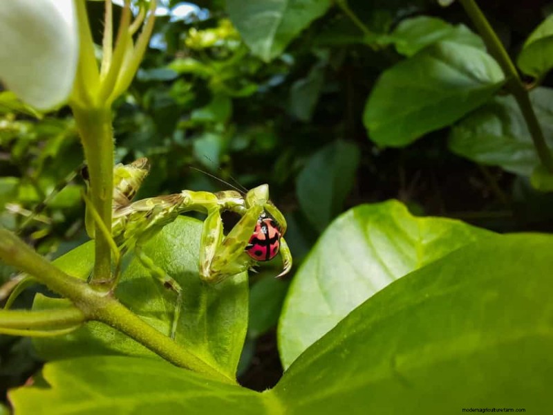 Natürliche Schädlingsbekämpfung:19 umweltfreundliche Möglichkeiten, Ihren Garten zu schützen 