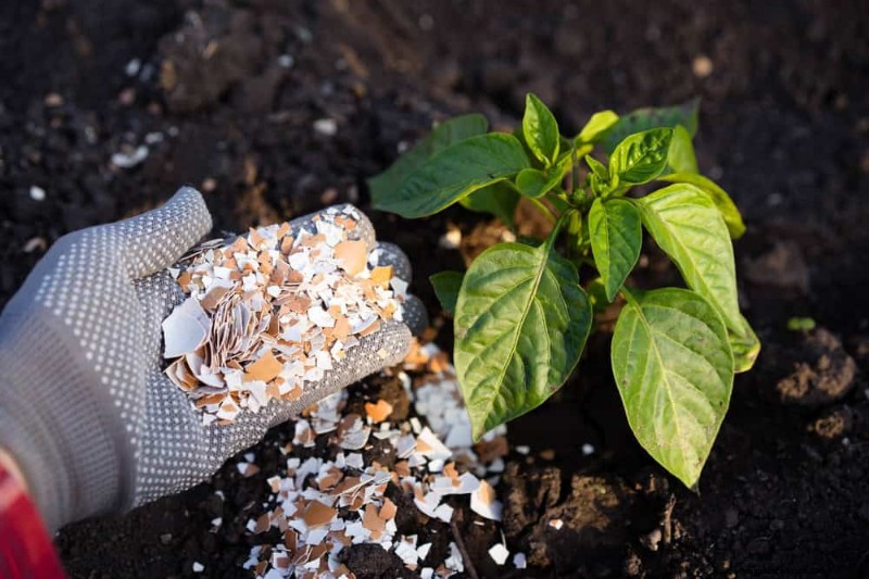 Natürliche Schädlingsbekämpfung:19 umweltfreundliche Möglichkeiten, Ihren Garten zu schützen 