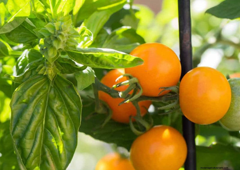 Natürliche Schädlingsbekämpfung:19 umweltfreundliche Möglichkeiten, Ihren Garten zu schützen 