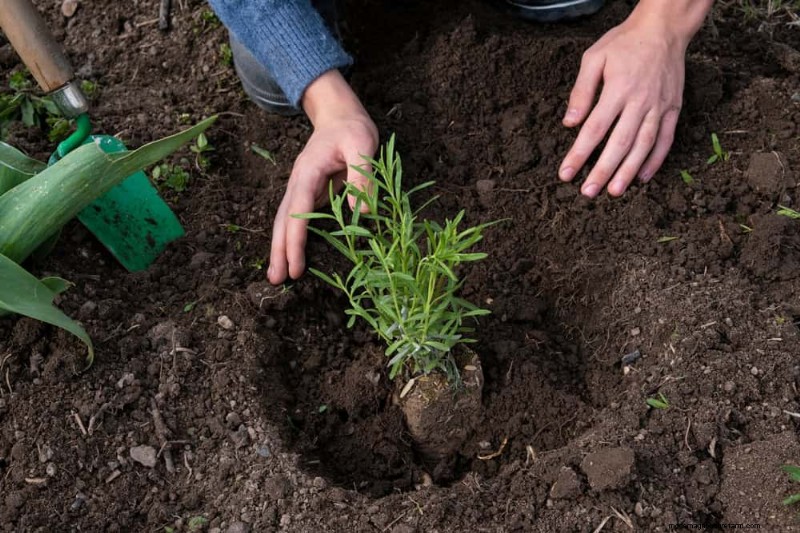 Natürliche Schädlingsbekämpfung:19 umweltfreundliche Möglichkeiten, Ihren Garten zu schützen 