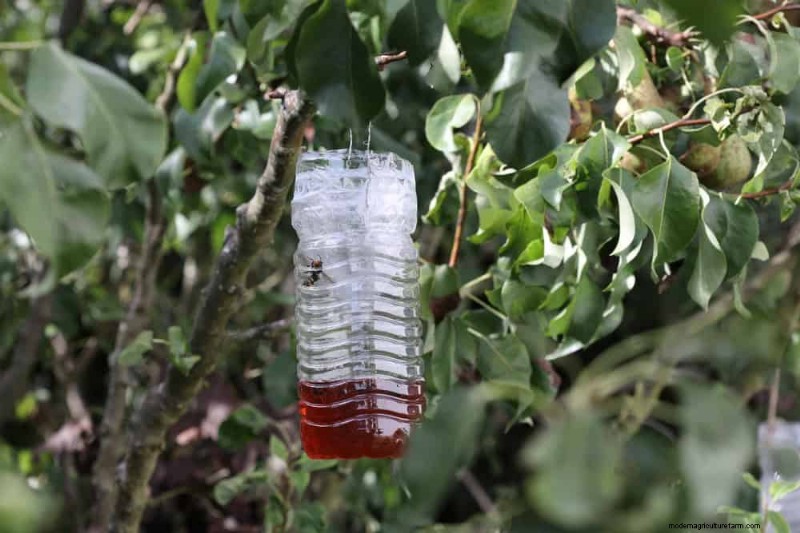 Natürliche Schädlingsbekämpfung:19 umweltfreundliche Möglichkeiten, Ihren Garten zu schützen 