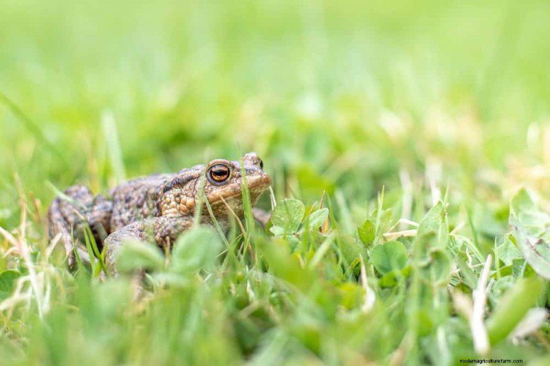 Natürliche Schädlingsbekämpfung:19 umweltfreundliche Möglichkeiten, Ihren Garten zu schützen 