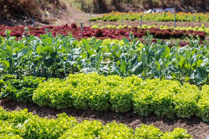 Natürliche Schädlingsbekämpfung:19 umweltfreundliche Möglichkeiten, Ihren Garten zu schützen 