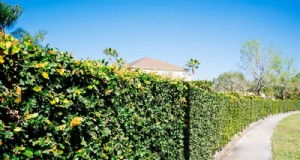 Snelgroeiende privacyplanten:creëer snel een natuurlijk scherm 