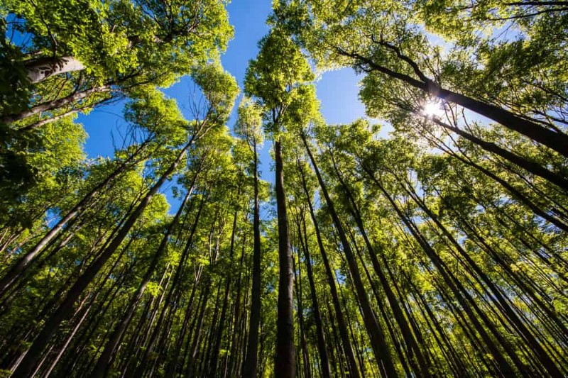 急成長するプライバシー植物:自然なスクリーンを素早く作成 
