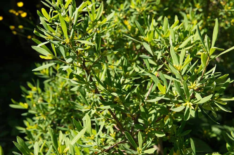 急成長するプライバシー植物:自然なスクリーンを素早く作成 