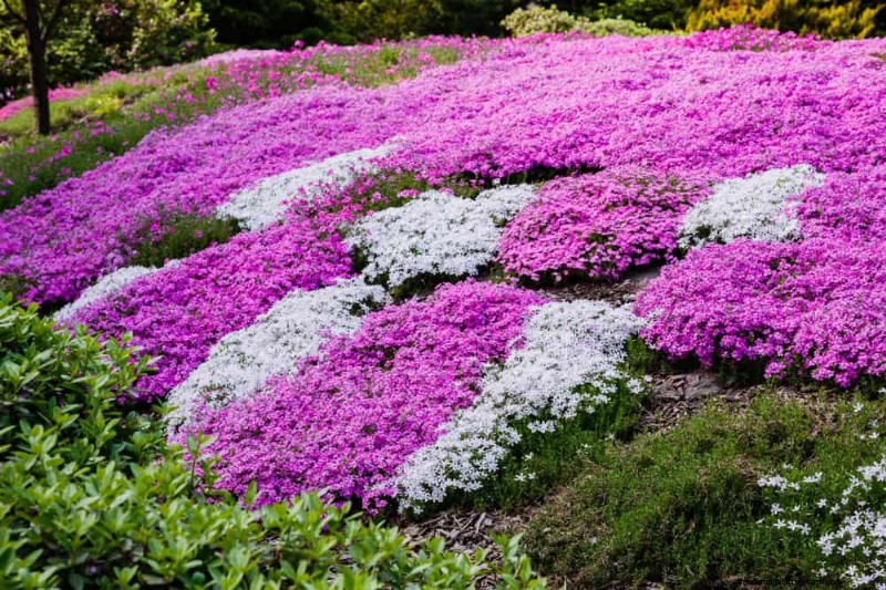 18 beste onderhoudsarme bodembedekkers voor onkruidbestrijding en tuinschoonheid 