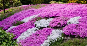 18 beste onderhoudsarme bodembedekkers voor onkruidbestrijding en tuinschoonheid 