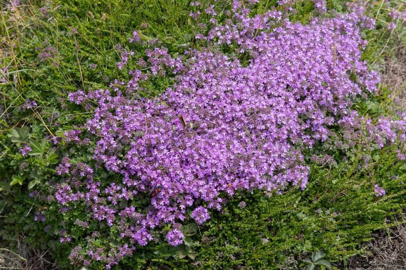 18 beste onderhoudsarme bodembedekkers voor onkruidbestrijding en tuinschoonheid 