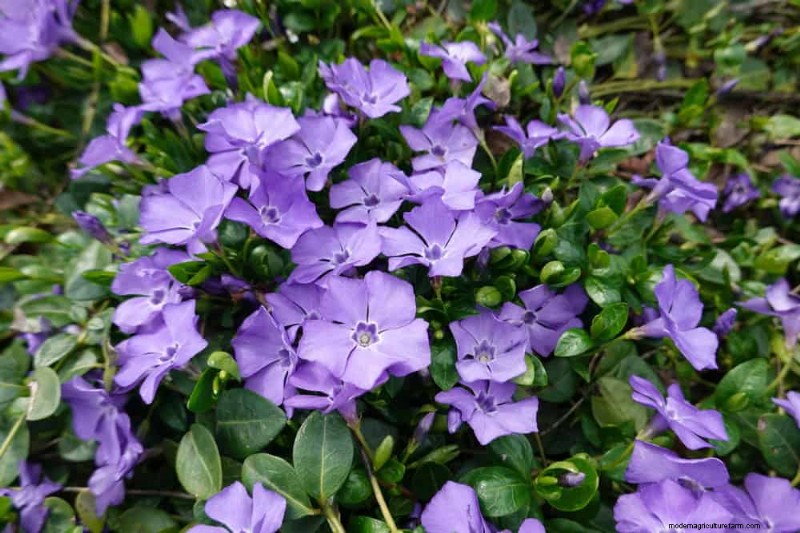 18 beste onderhoudsarme bodembedekkers voor onkruidbestrijding en tuinschoonheid 