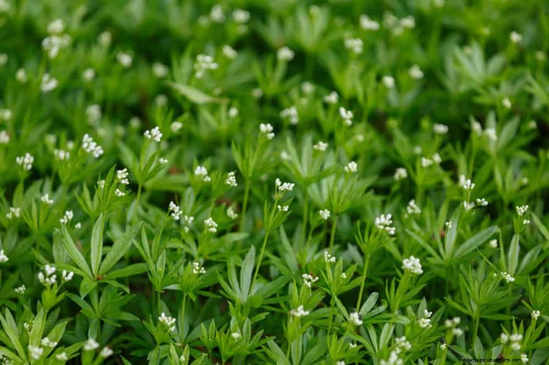 18 beste onderhoudsarme bodembedekkers voor onkruidbestrijding en tuinschoonheid 