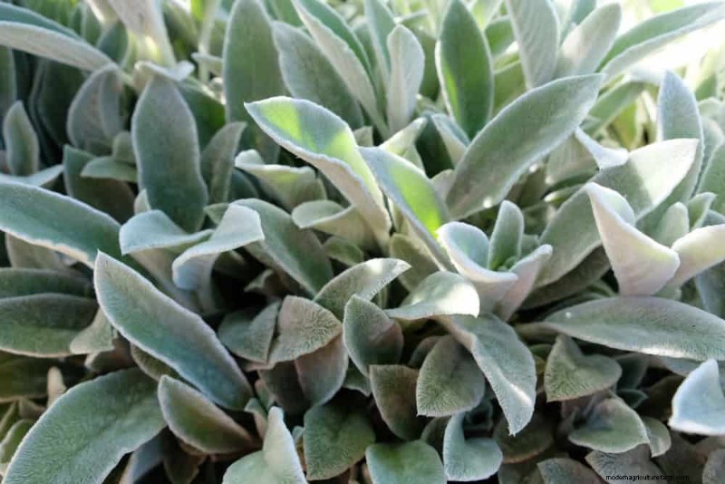 18 beste onderhoudsarme bodembedekkers voor onkruidbestrijding en tuinschoonheid 