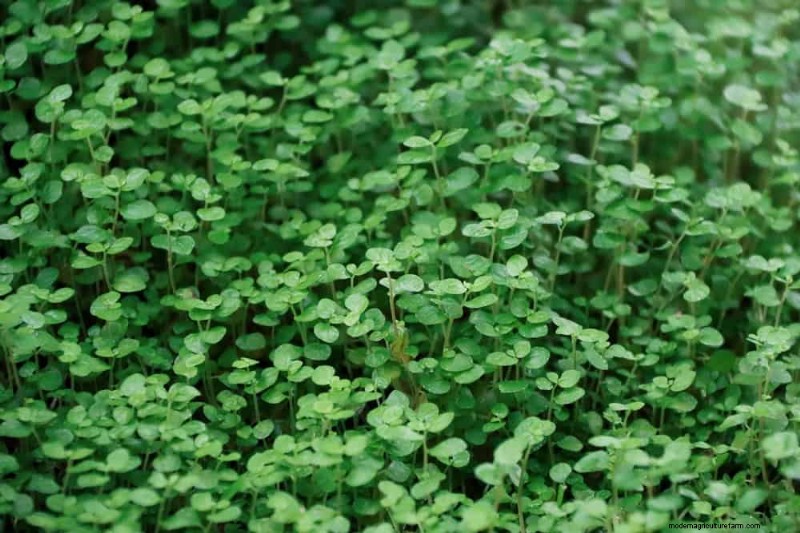 18 beste onderhoudsarme bodembedekkers voor onkruidbestrijding en tuinschoonheid 
