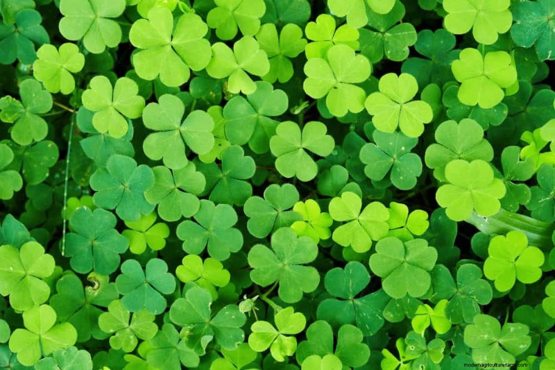 18 beste onderhoudsarme bodembedekkers voor onkruidbestrijding en tuinschoonheid 