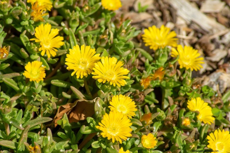 18 beste onderhoudsarme bodembedekkers voor onkruidbestrijding en tuinschoonheid 