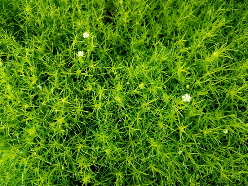 18 beste onderhoudsarme bodembedekkers voor onkruidbestrijding en tuinschoonheid 