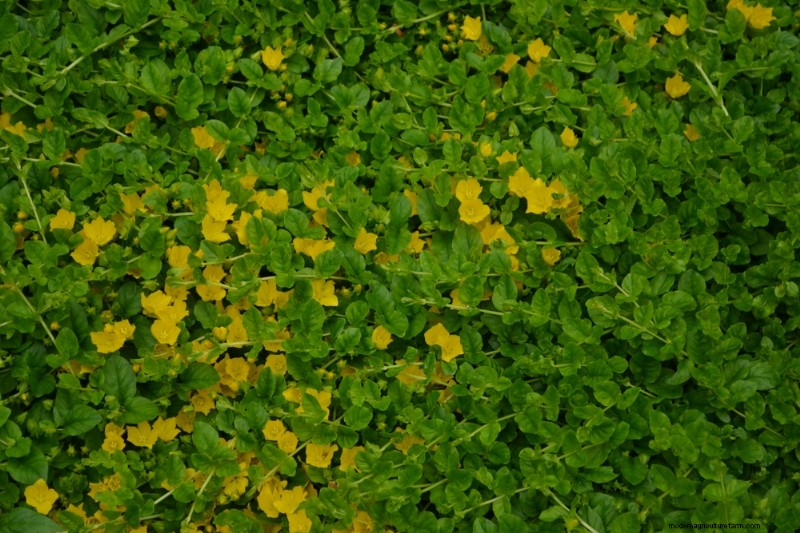 18 beste onderhoudsarme bodembedekkers voor onkruidbestrijding en tuinschoonheid 