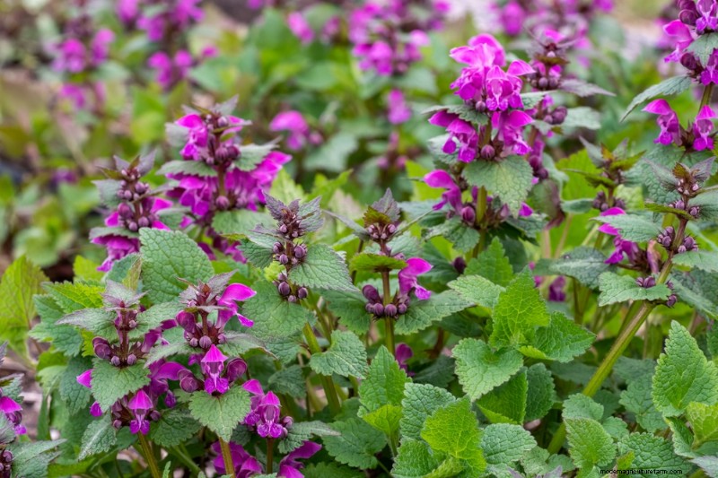 18 beste onderhoudsarme bodembedekkers voor onkruidbestrijding en tuinschoonheid 