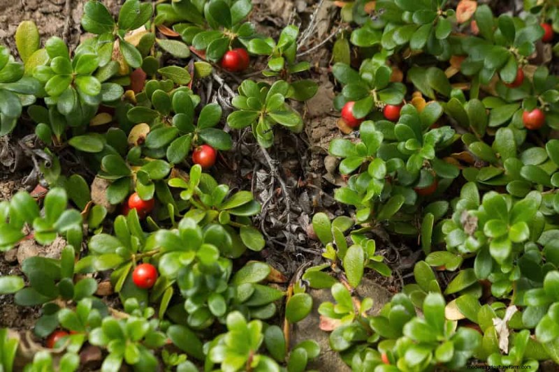 18 beste onderhoudsarme bodembedekkers voor onkruidbestrijding en tuinschoonheid 