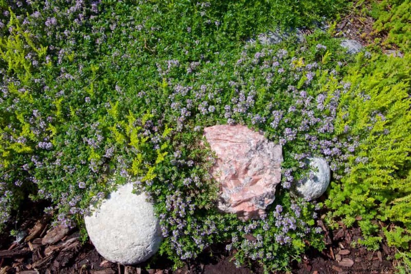 18 beste onderhoudsarme bodembedekkers voor onkruidbestrijding en tuinschoonheid 