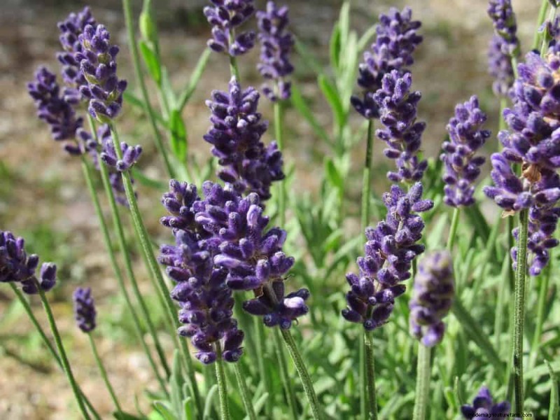 Creëer een sprookjestuin:19 betoverende cottage-tuinplanten 