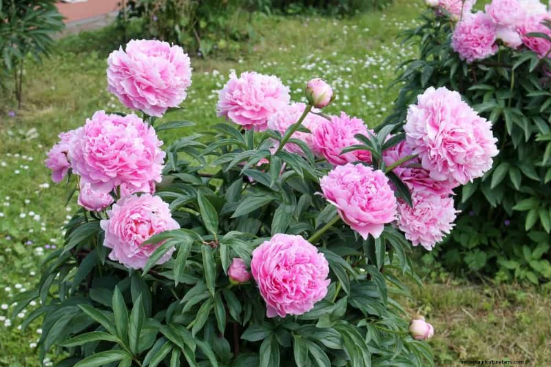 Creëer een sprookjestuin:19 betoverende cottage-tuinplanten 
