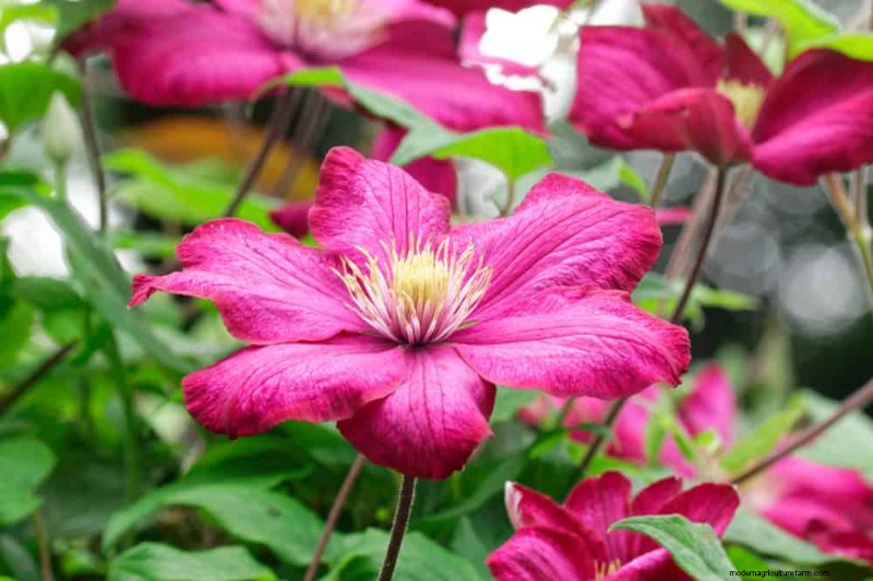 Creëer een sprookjestuin:19 betoverende cottage-tuinplanten 