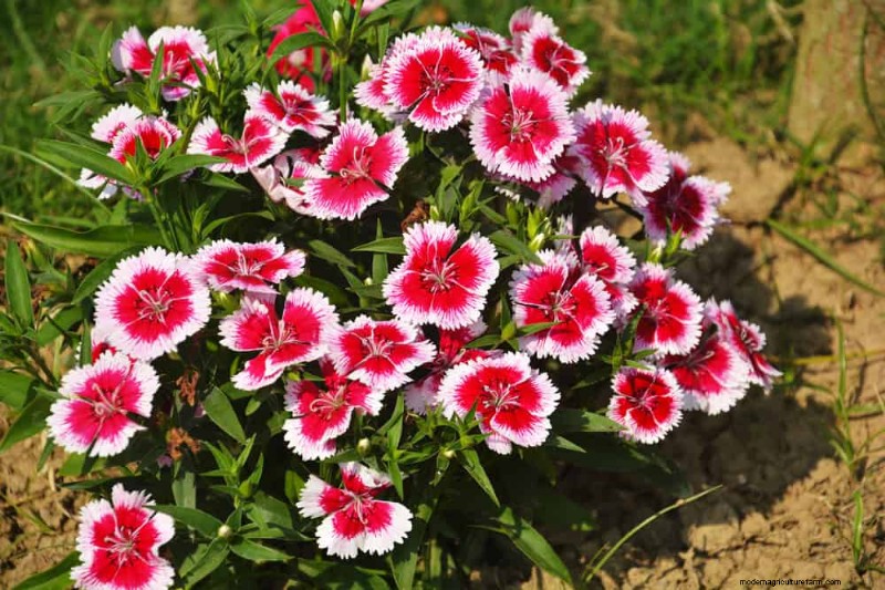 Creëer een sprookjestuin:19 betoverende cottage-tuinplanten 