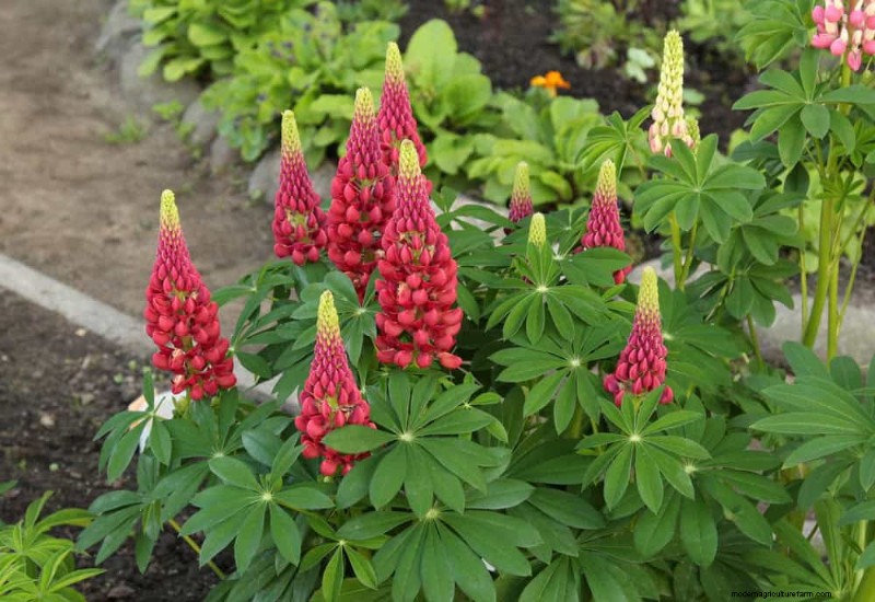 Creëer een sprookjestuin:19 betoverende cottage-tuinplanten 